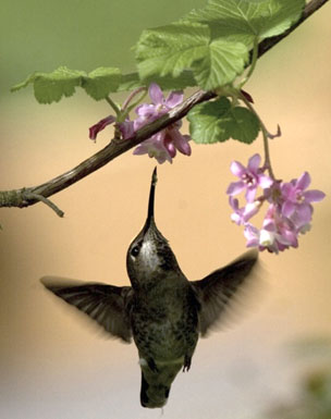 Annas Hummingbird